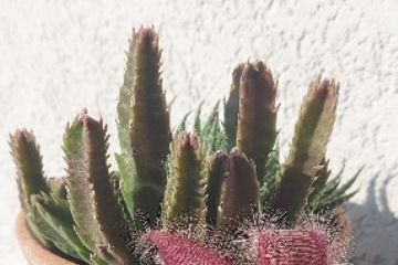 pianta