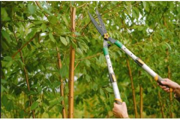 Ordinanza per Taglio Alberi E Fronde Pulizia Manutenzione Dei Terreni E Delle Aree Di Pertinenza E Confinanti Con Le Strade Nel Territorio Comunale